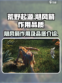 荒野起源飓风箭作用有哪些介绍