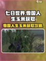 七日世界雪国人生玉米如何获取介绍