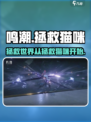 🎮鸣潮任务攻略：拯救猫咪大作战！