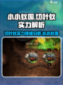 小小蚁国切叶蚁有什么用介绍