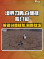 境界刀鸣白哉技能怎么样介绍