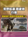 荒野起源踏波潜行兽属性介绍