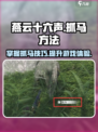 燕云十六声怎么抓马介绍