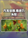 万龙觉醒🔥毒液九头蛇打法揭秘⚡必看攻略！