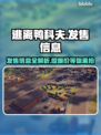 逃离鸭科夫🔥超低发售价格曝光！🎮📌
