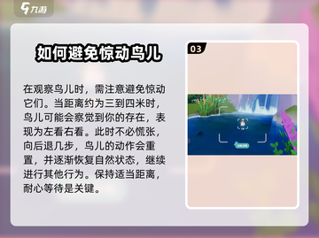 心动小镇🔥超全观鸟技巧分享🎉截图4