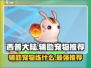西普大陆🔥辅助宠物推荐与练宠攻略🎉