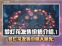 梦灯花多少钱？《梦灯花》发售价格🔥大曝光！