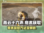 燕云十六声💡：自在无碍奇术获取全攻略！