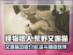 怪物猎人荒野艾露猫🔥超全介绍来啦！