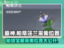 原神玩家必看！帕蒂莎兰采集位置大公开🔥