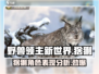 《野兽领主新世界》猞猁角色🔥超强表现力分析！猞猁💥必看