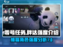 零号任务🔥胖达强度爆表，一览就懂！🐼