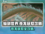 仙剑世界🔥苍龙获取超全攻略🎉