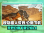 怪物猎人荒野公测下载🔥二测详情曝光！