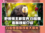 🔥野兽领主新世界：白脸僧面猴技能全解析Monkey-Time！