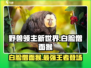 野兽领主新世界🔥白脸僧面猴超强特点揭秘！🐒