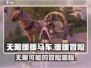 无限暖暖马车🔥超全介绍来啦！🎮
