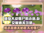 植物大战僵尸杂交版胆小菇通关秘籍💥游戏技巧大公开！