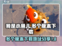 我是小鱼儿🔥多个版本下载地址大公开！快来体验👇