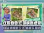 庄园合合🔥超 fun 玩法，一文看懂！游戏技巧全揭秘_Game_🚀