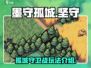 墨守孤城🔥超好玩！游戏玩法全面揭秘👇