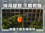绯花绽放下载慢？快速下载教程来了！🔥🎮