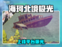 海珂北境极光上线啦！✨