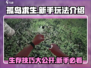 孤岛求生游戏技巧大公开！新手必看🔥游戏技巧全攻略🎉