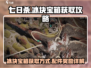 七日世界💥冰块宝箱配件获取攻略🎁
