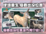 逆境重生🔥母鹿出没位置及作用揭秘🎮
