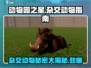 动物园之星💥杂交动物大揭秘！ Animals Crossing🔥
