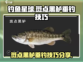 钓鱼星球🔥斑点黑鲈垂钓技巧大公开！🎣