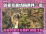 剑星完美结局条件💡全流程攻略💎
