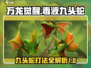 万龙觉醒🔥毒液九头蛇打法攻略⚡