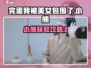 《完蛋！我被美女包围了》小熊获取攻略💥