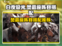 白夜极光🔥焚霜座最强阵容搭配推荐来啦！
