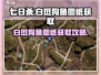 七日世界🔥白斑狗鱼图纸获取攻略🎉