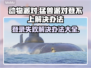 动物派对登不上？猛兽派对解决办法🔥🎮