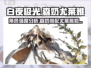 白夜极光🔥森奶尤莱雅强度分析来啦！