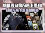 《绝区零白狼冯莱卡恩爆🔥强度揭秘！》