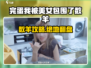 《完蛋我被美女包围了》数羊游戏攻略🔥🐑✨