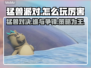 猛兽派对🔥高手攻略：这样玩超厉害！🎮