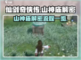 仙剑世界🔥山神庙解密全流程大起底！🎉