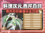 料理次元💥西芹百合玩法攻略来了！还不快看？