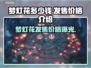梦灯花多少钱？《梦灯花》发售价格🔥超值爆料！