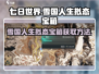 七日世界🔥雪国人生拟态宝箱获取方法💎
