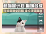 超喵星计划🔥猫咪合成表与获取攻略来啦！