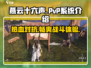 燕云十六声🔥PVP系统超燃介绍来啦！游戏技巧全揭秘🎮