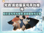 光遇渠道服买号平台大揭秘！🔥账号交易超全分享✨